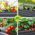 Green Fingers Garden Bed 80cm x 60cm x 30cm